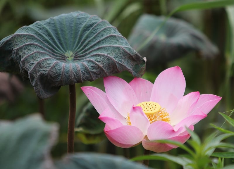 Meditation Image